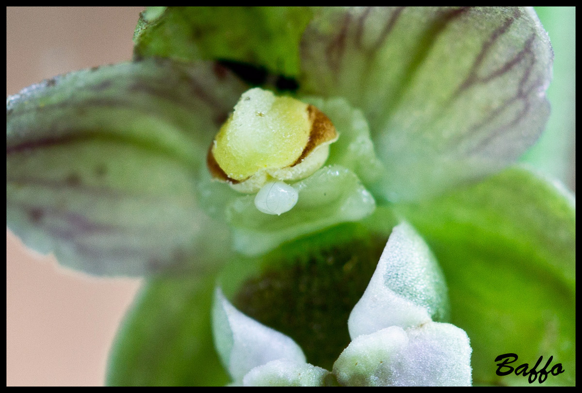 Epipactis helleborine